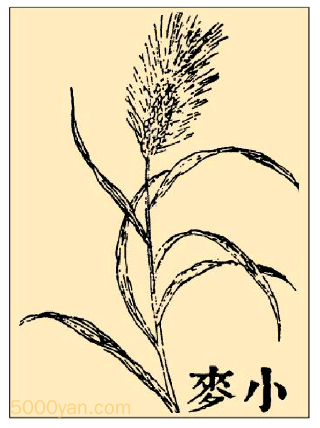 本草纲目·第九卷·谷部·小麦原文是什么内容？