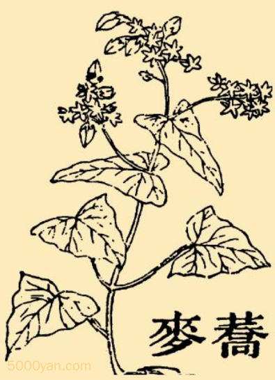 本草纲目·第九卷·谷部·荞麦原文是什么内容？