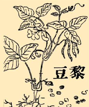 本草纲目·第九卷·谷部·稆(lǚ)豆原文是什么内容？