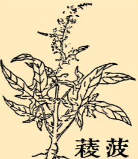 本草纲目·第十卷·菜部·菠菜原文是什么内容？