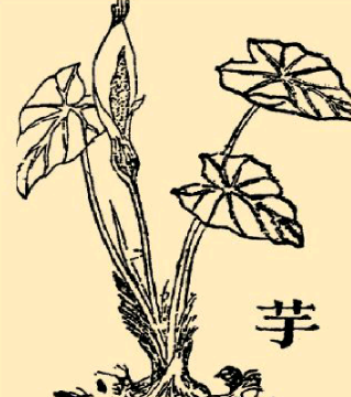 本草纲目·第十卷·菜部·芋原文是什么内容？