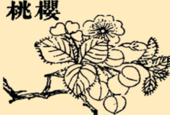 本草纲目·第十一卷·果部·樱桃具体内容是什么？