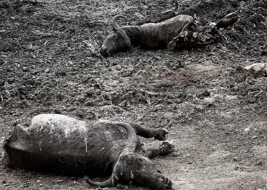 关于非洲偷猎的十件事是什么？真相是什么？