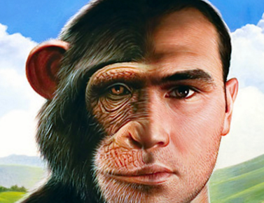 猴子与人类有哪些意想不到的相似之处？