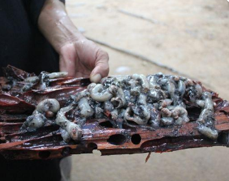 世界上最恶心的食物是什么？有何特殊之处？