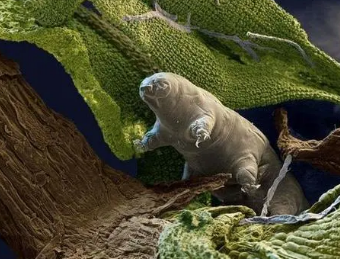 辐射环境生存能力最强的生物是什么？有何特殊之处？