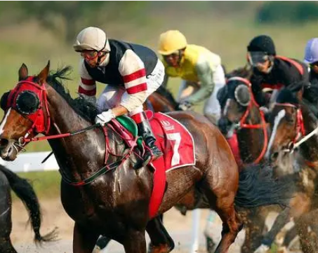 世界上最贵的马的品种是什么？是什么血统？