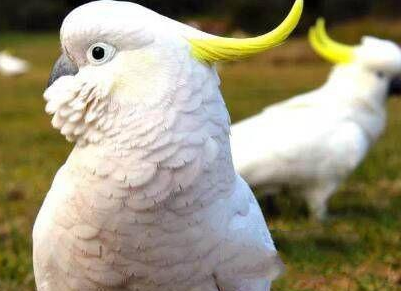  最聪明的会说话的鸟类是什么？有什么生活习性？