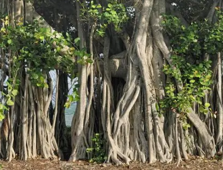  世界上开花最慢的植物指的是什么？有什么生活习性？