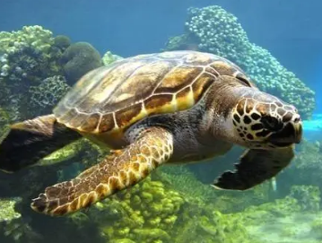 地球上最长寿的动物种类是什么？究竟有多长寿？