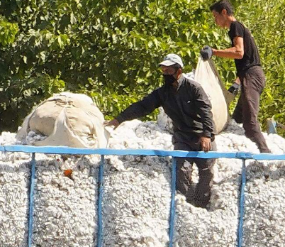 三大棉产地分别在什么地方？占据总产量的多少？