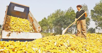 粮食产量最多的国家在哪里？粮食产量是什么样的？