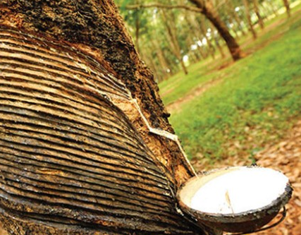 天然橡胶 金鸡纳产量首位在什么地方？有什么优势存在？