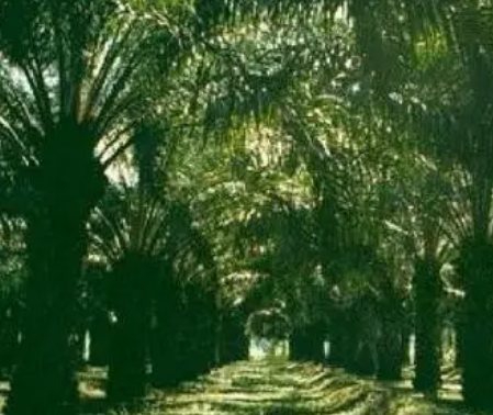 油棕产量首位在什么地方？种植面积有多大？