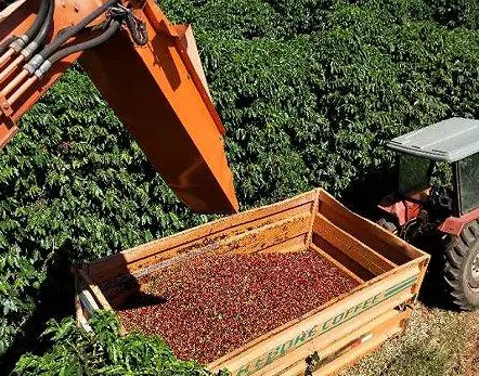 咖啡 甘蔗 柑橘产量首位在哪里？世界金刚石产量首位是什么国家？