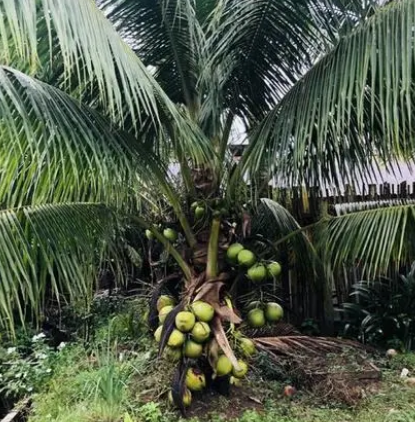 椰子 蕉麻产量首位在什么地方？有着什么样的优势？
