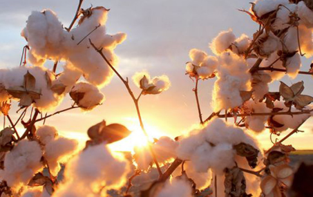 长绒棉产量最多是哪个国家？有什么独特的地方？