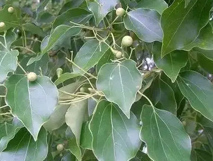 樟脑产量首位在什么地方？地方有什么优势存在？