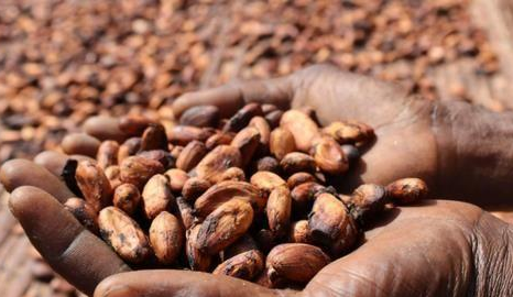 世界上生产和出口可可最多的国家是谁？产业优势是什么样的？