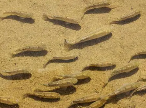 拥有超能力的生物都有哪些?有什么生活习性？