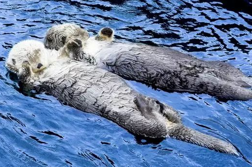 全球睡觉方式特殊的动物有哪些？都是怎么睡觉的？