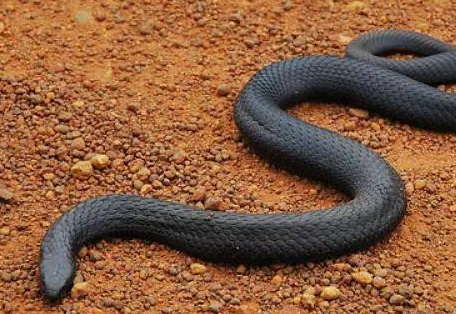 世界上威胁性最强的毒蛇是什么？毒性如何？