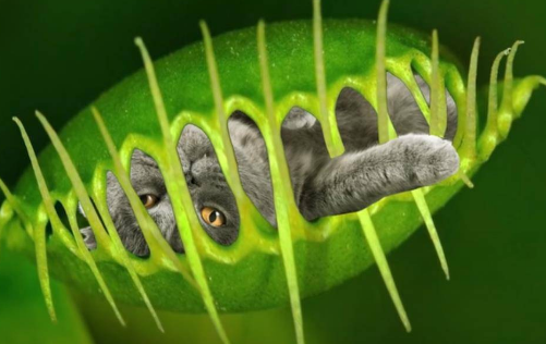  能够一口吞下猎物的十种动植物是什么？生长在什么地方？