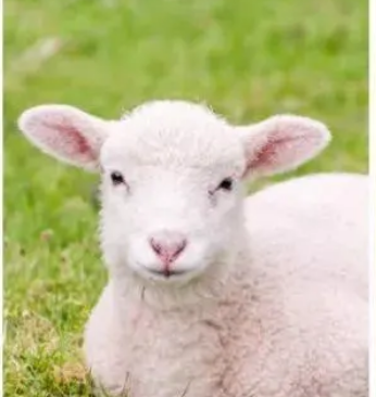 /mingxing/a496342.html