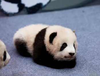 /mingxing/a496428.html