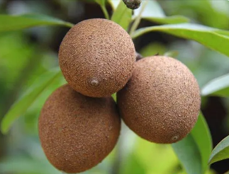 /mingxing/a496437.html