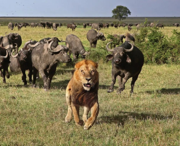 /mingxing/a496466.html