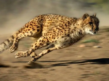 /mingxing/a496480.html