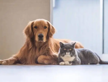 /mingxing/a498270.html