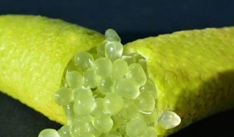 全球最贵的水果有哪些？以什么闻名？