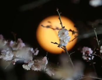 Sparse shadows slant across the shallow water,subtle fragrance floats in the dusk of the moon- tasting the poetic life of the ancients