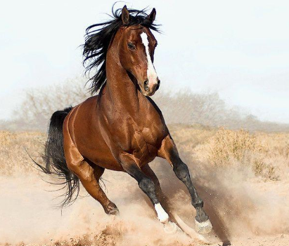 What is a Ferghana horse? What are its special characteristics?