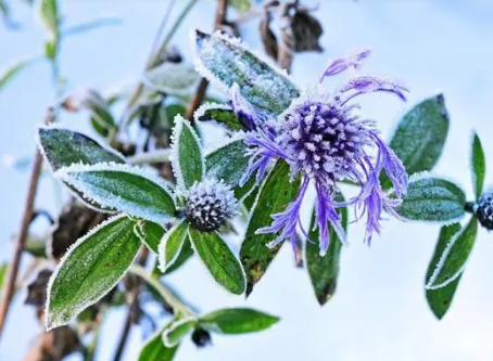 东北霜降时节，这些食物的含义你知道吗?
