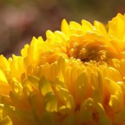 重阳节赏菊：菊花与重阳节的不解之缘