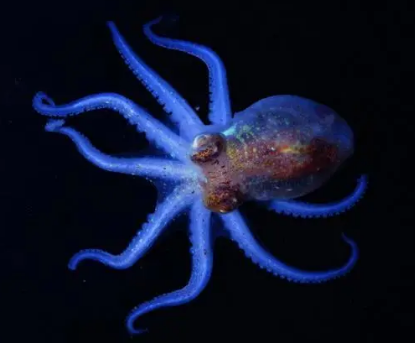 揭秘海洋生物的奇特现象：章鱼的血是蓝色的吗？