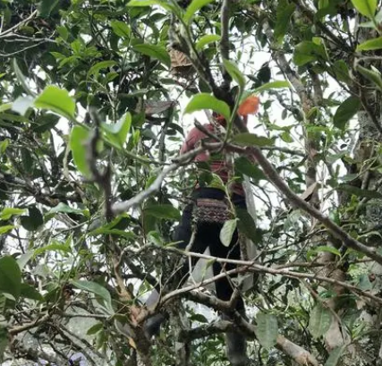 布朗族与茶叶的千年情缘，双方关系是什么样的？