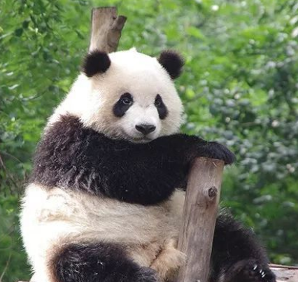 熊猫——我国的国宝，为何历史上记载甚少？