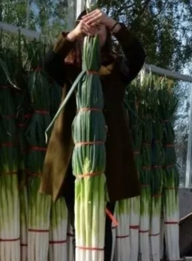 山东人为什么喜欢生吃大葱？其中有什么奥秘存在？
