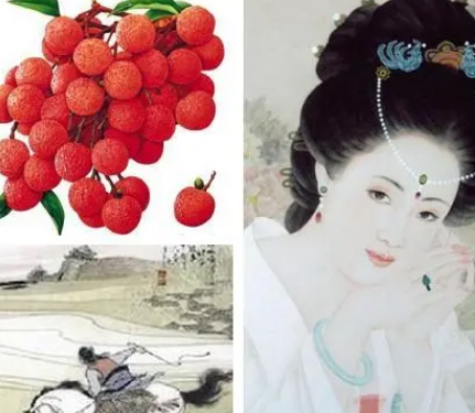 杨贵妃与荔枝：一段被误解的历史