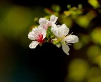 东栏梨花表达了作者苏轼怎样的思想感情？