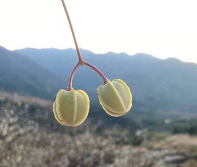 赏析陇西行四首其二：历史与情感的交织