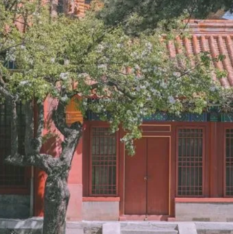 故宫里的“无树之谜”，古人为什么不种树？