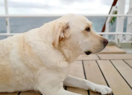 拉布拉多犬的护理：涂油是否适用?