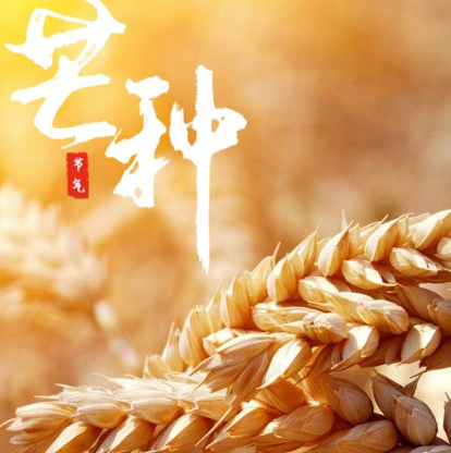 芒种节气要注意什么如何养生？饮食有什么注意事项？