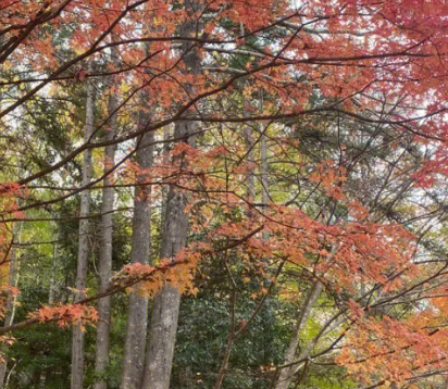 秋叶之韵，红于二月花