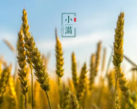 小满是什么意思？小满是什么时候？